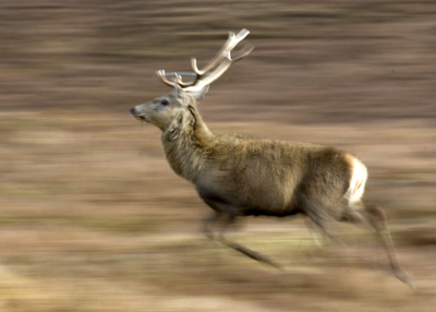 Red Deer, Alladale, Scotland.